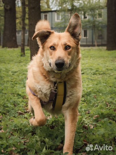 Собака в добрые руки из приюта
