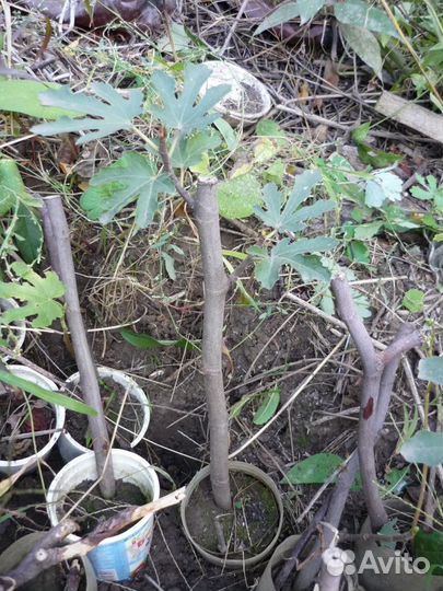 Саженцы инжира