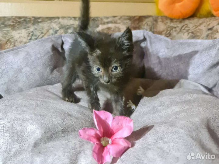 Котята 1 месяц 10 штук в дар