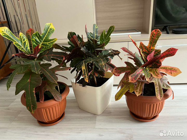 Кодиеум кротон