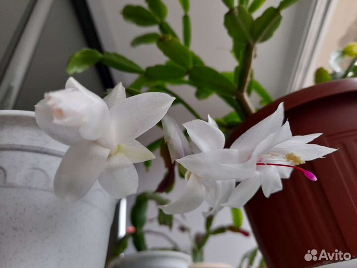 Декабрист шлюмбергера рапсалидопсис