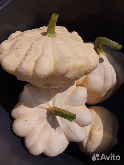 Патиссоны деревенские