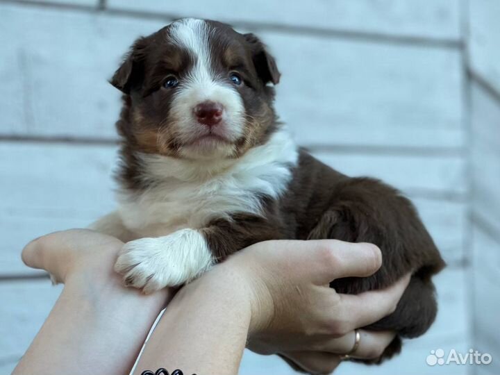 Бордер колли. Отличная девочка