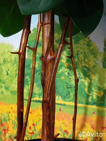 Фикус Мокламе