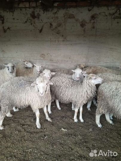 Баранчики Ярочки