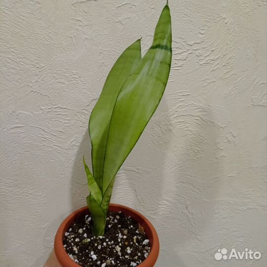 Сансевиерия муншайн