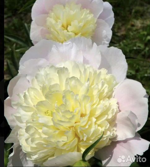 Пионы саженцы корни