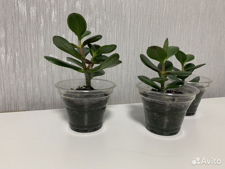 Комнатные растения денежное дерево Толстянка