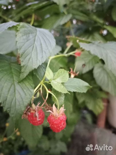 Саженцы крыжовника, смородины, малины