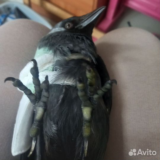 Галка птица