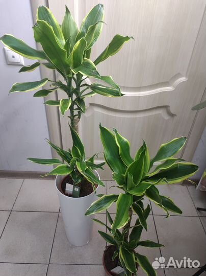 Драцена голден кост