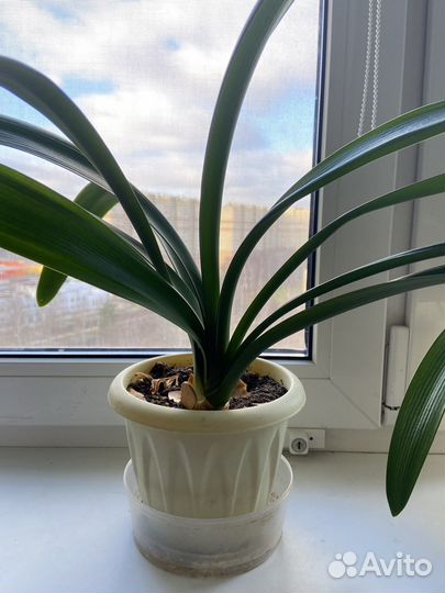 Комнатные цветы кливия