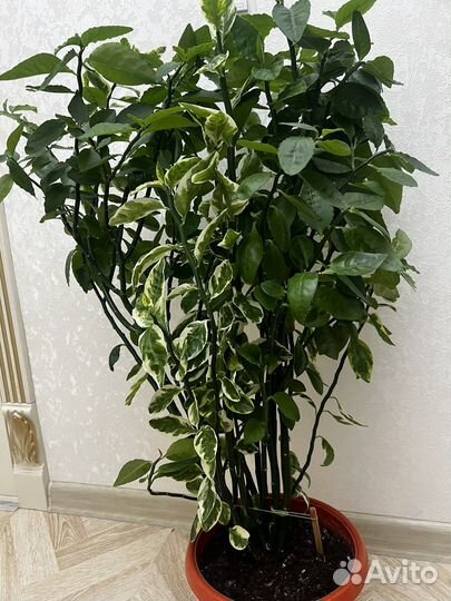 Педилантус