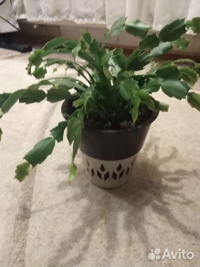 Декабрист розовый