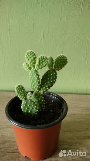 Кактус опунция