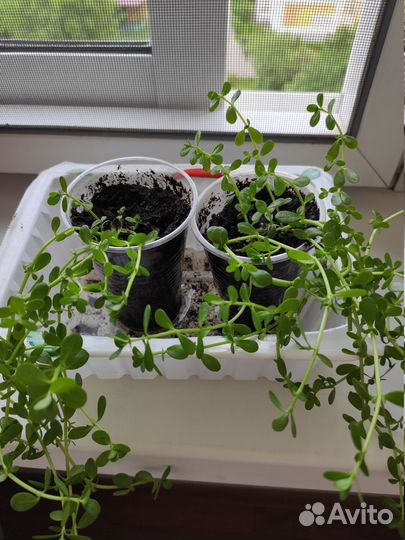 Брами (Bacopa moneri)