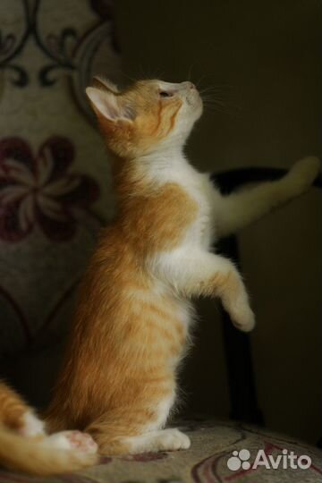 Рыжий котенок в добрые рук