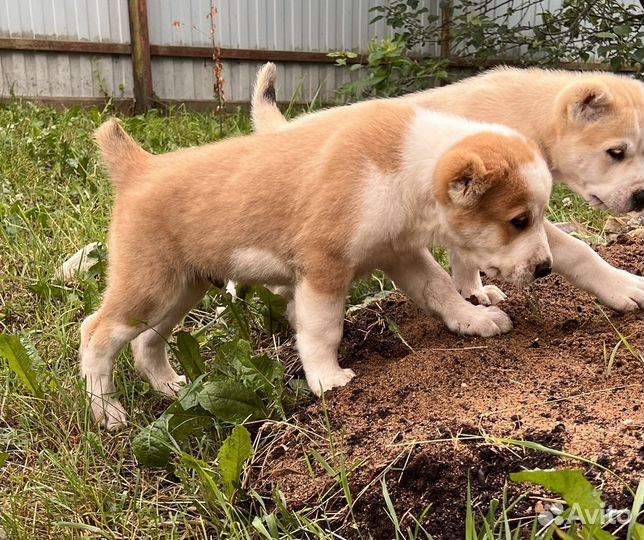 Щенки алабая