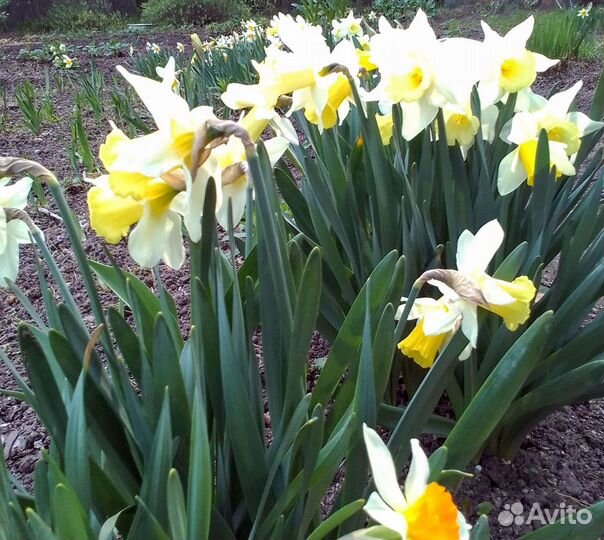 Луковицы нарциссов