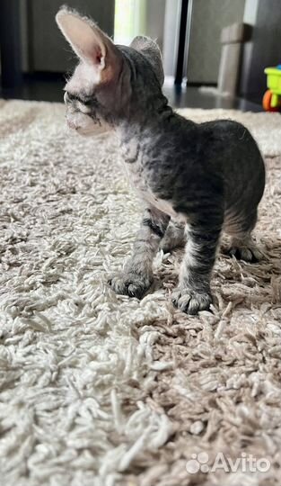 Донской сфинкс