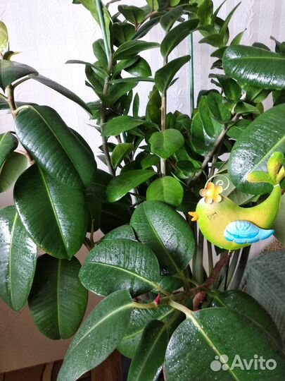 Фикус каучуконосный большой