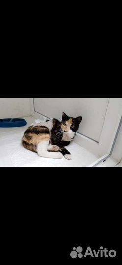 Кошечка стерилизованная
