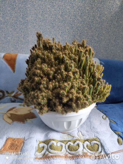Кактус