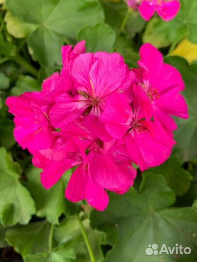 Герань пеларгония Apple Blossom