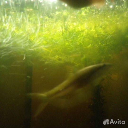 Аквариумное растение елочка