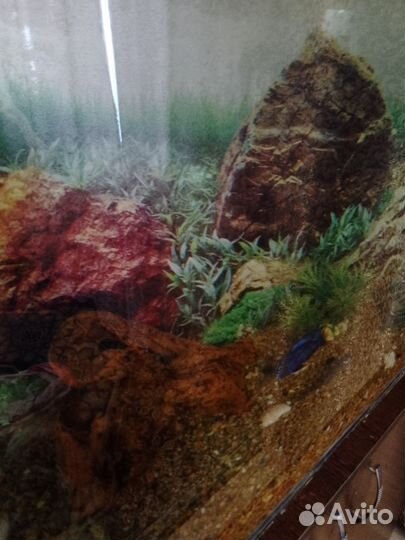 Аквариум
