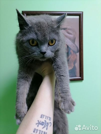 Отдам кошку в добрые руки