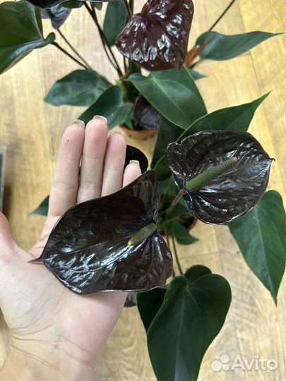 Антуриум черный