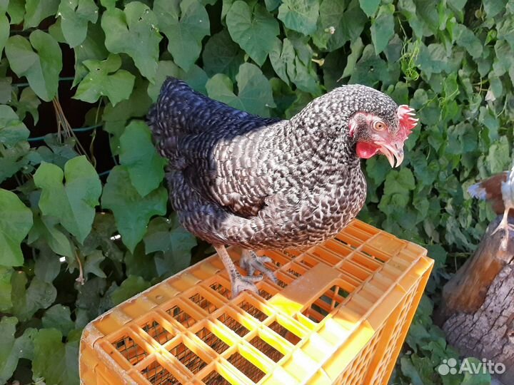 Молодка курочка несушка