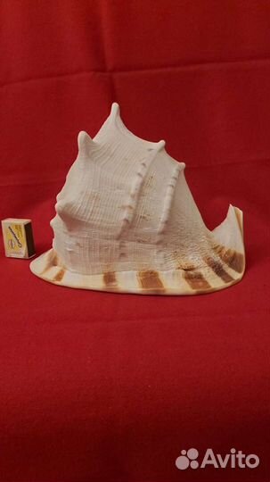 Морская раковина 28/19 см