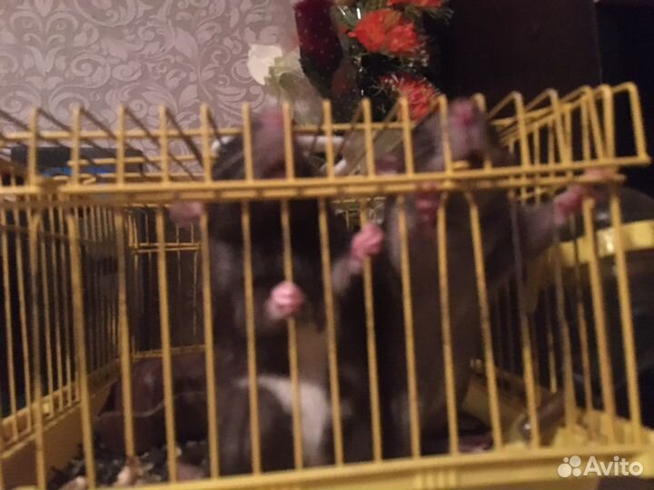 Крыски дамбо