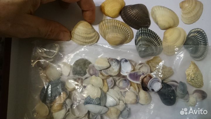 Ракушки камушки. Обмен