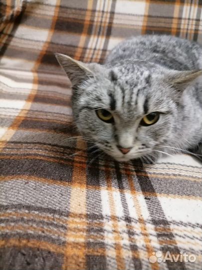 Молоденькая кошечка в добрые руки. Забрана у нерад