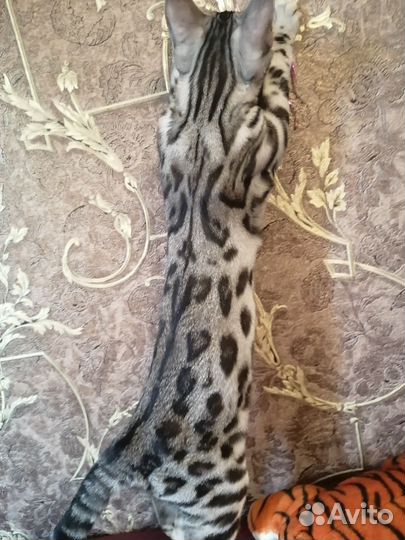 Бенгальская красотка