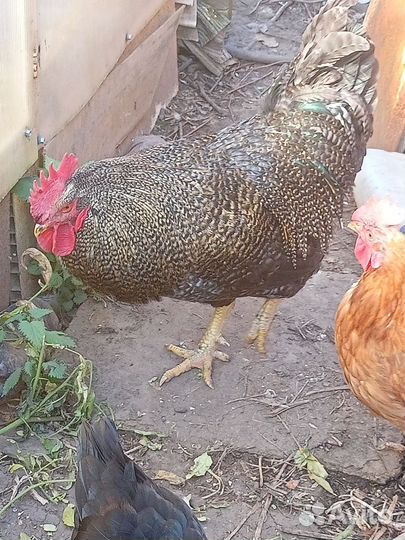 Курица и петух