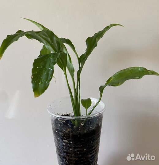 Спатифиллум