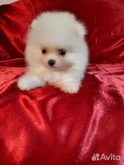 Щенки шпица