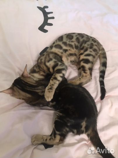 Бенгальский котенок девочка