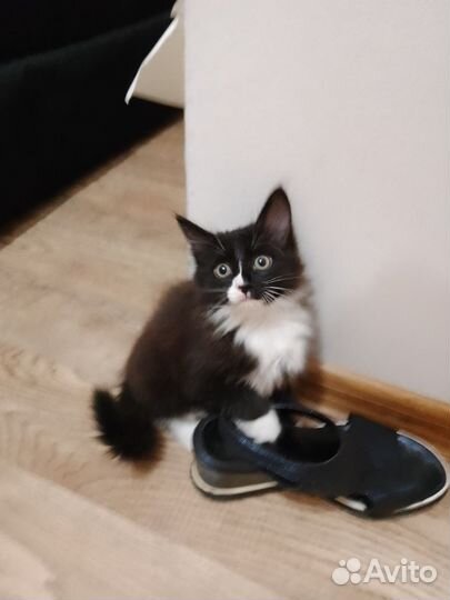 Кот 5 месяцев