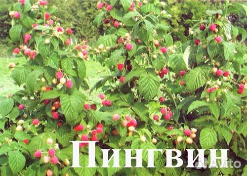 Дерево малина