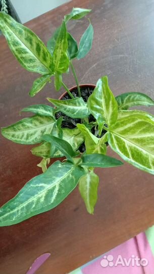 Комнатные цветы