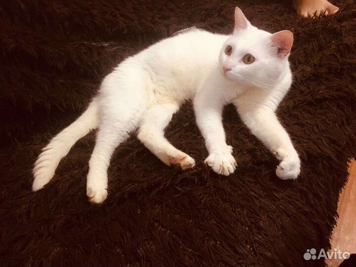 Кот Кефир ищет дом