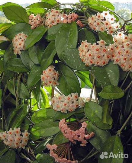 Хойи хлоранта, карноза