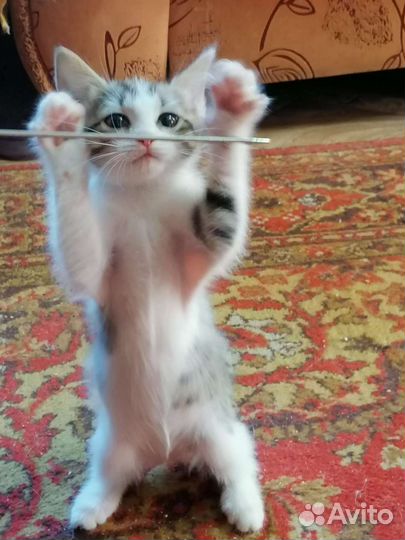 Котенок девочка