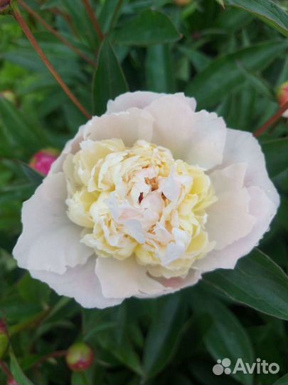 Цветы пионы