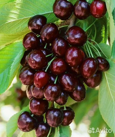 Черевишня Дюк